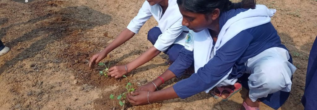 Des jeunes filles en train de semer des plants en Inde