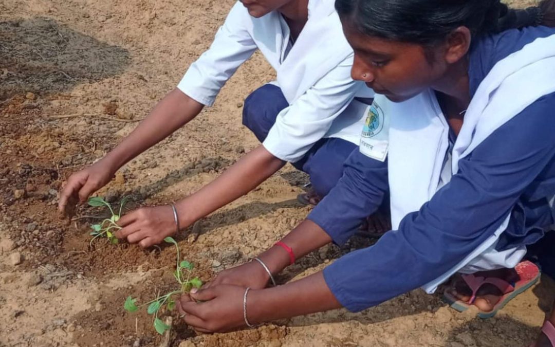 Des jeunes filles en train de semer des plants en Inde
